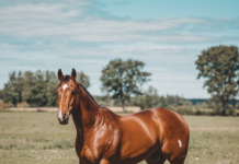 Horse Health Problems