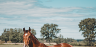 Horse Health Problems